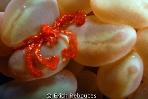 Orang utan crab on his bubble coral by Erich Reboucas 